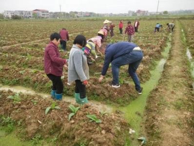 头条！福建云霄一手货源正品“不可多得”