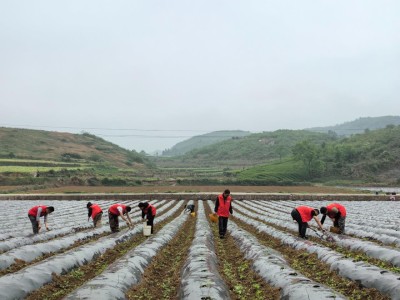 独家报道！正宗云霄烟价格“民族崛起”