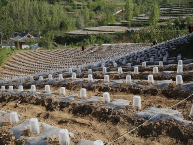 内幕！云霄香烟批发福建一手云宵烟多少钱一包？“红红火火”