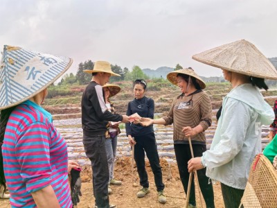 热点讨论！福建云霄香烟在哪里买“张灯结彩”