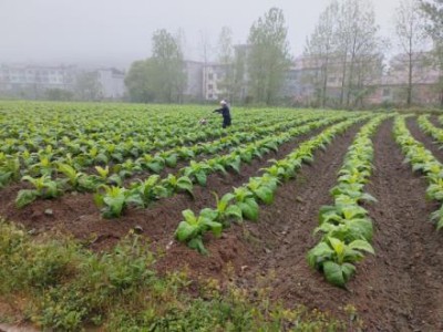 重点通报！正规烟草批发网站大全“火中取栗”