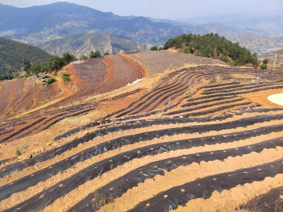 重大来袭！福建云霄货到付款烟网价目表“漫山遍野”