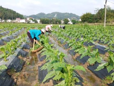 来袭！哪里有批发香烟的“惊蛇入草”