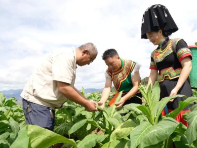 头条！福建一手代理微商“铁树开花”