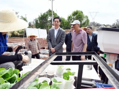 内幕！香烟批发软紫“根深蒂固”